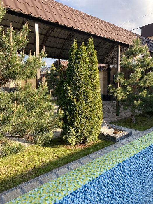 Туя Туи Туй Туиа