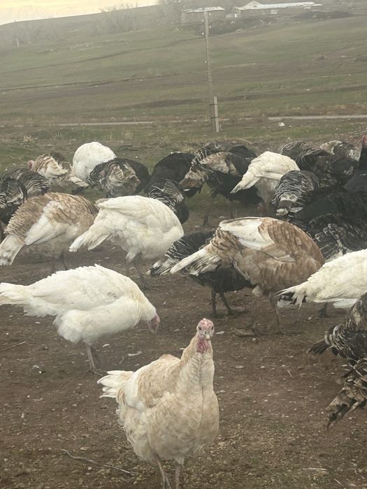 Индюк продается