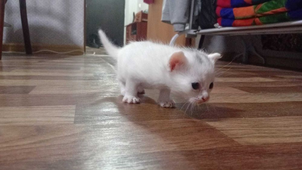 Отдам котят в хорошие руки