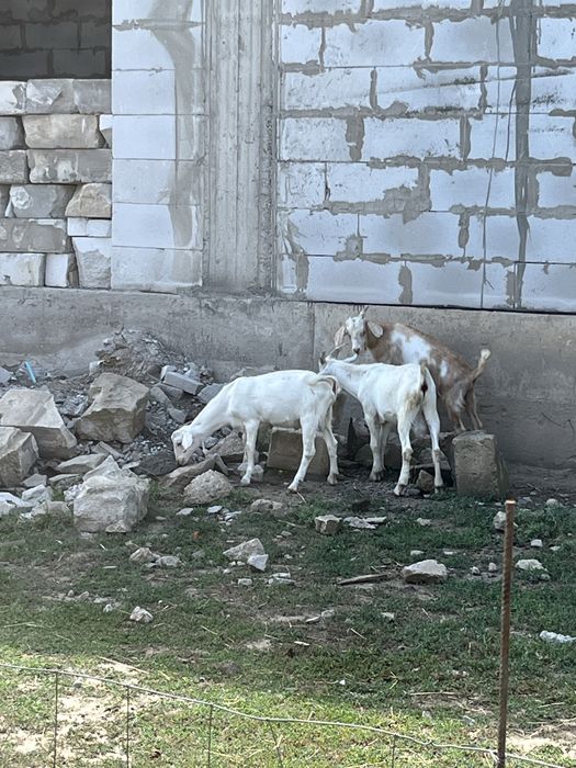 Продам козлят козлы нубийские