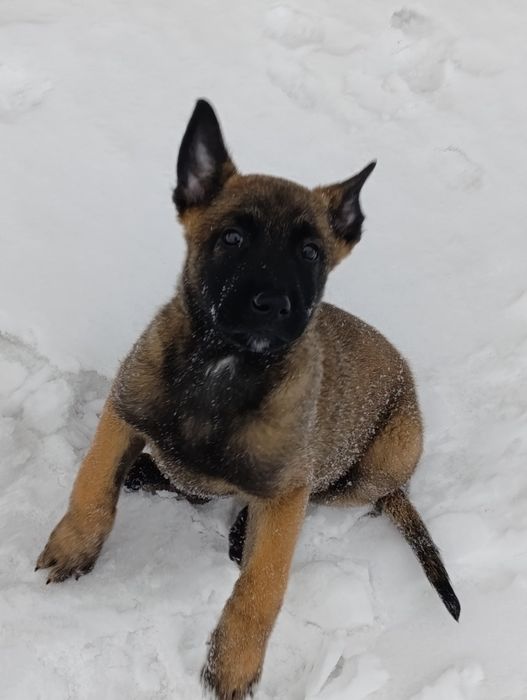 Продам бельгийскую овчарку