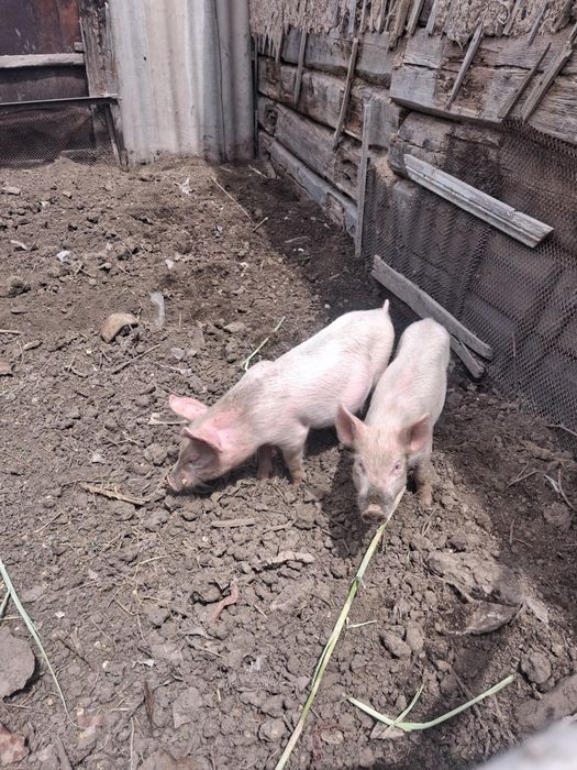 Продам поросят 2 мемяца