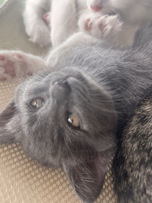Котята 2 месяца малышам