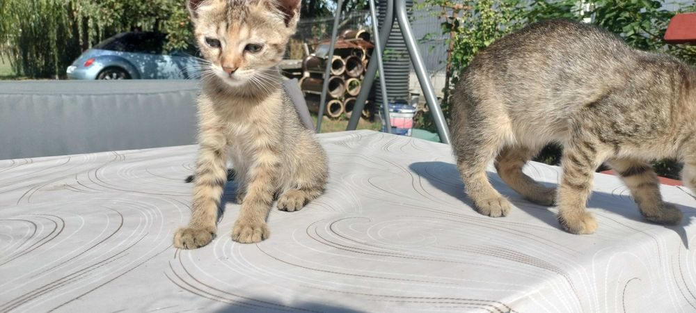 Anunț Adopție Piatra Neamț Puișori Pisică