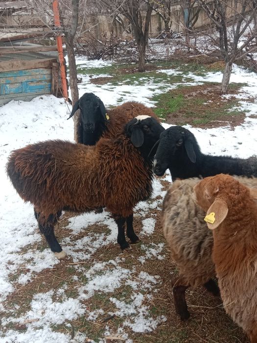 Тоқты қошқарлар сатылады,жем жеп тұр