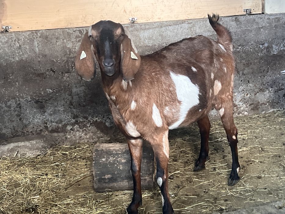 Capra si tap anglonubian