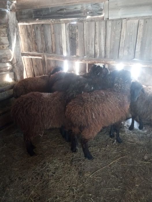 Продам баран 6 шт