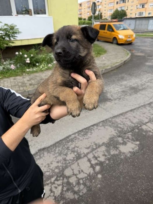 Pui de malinois isi cauta casuta noua in varsta de 1 luna jumate