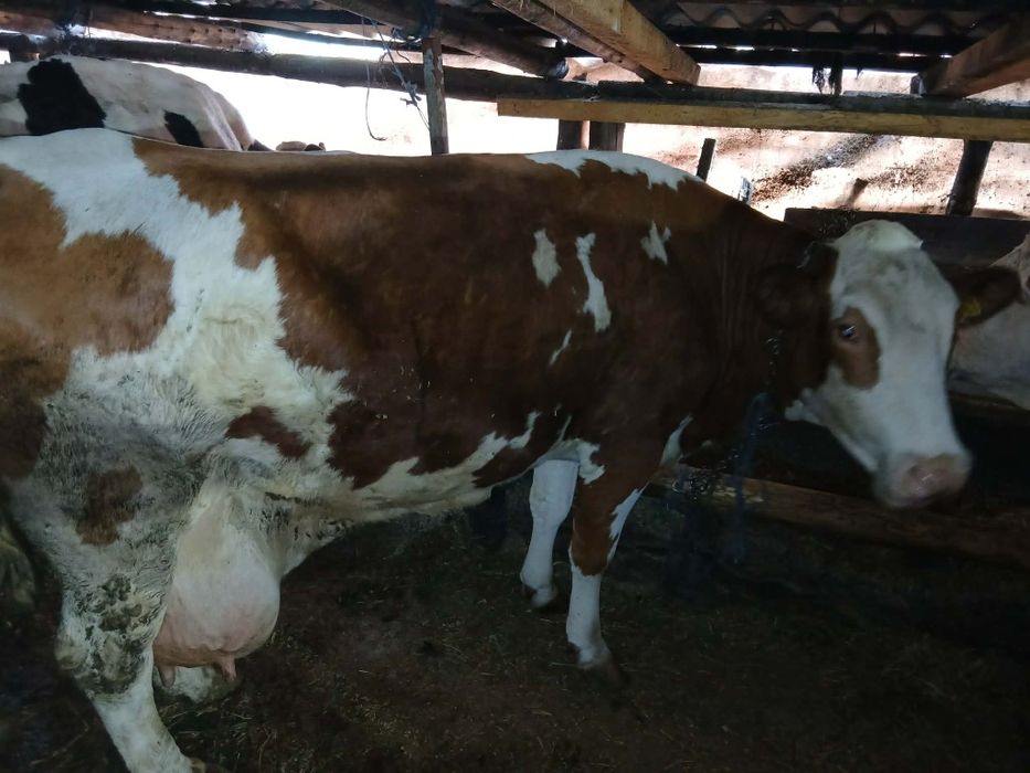 Vand vaca de 3 vitei