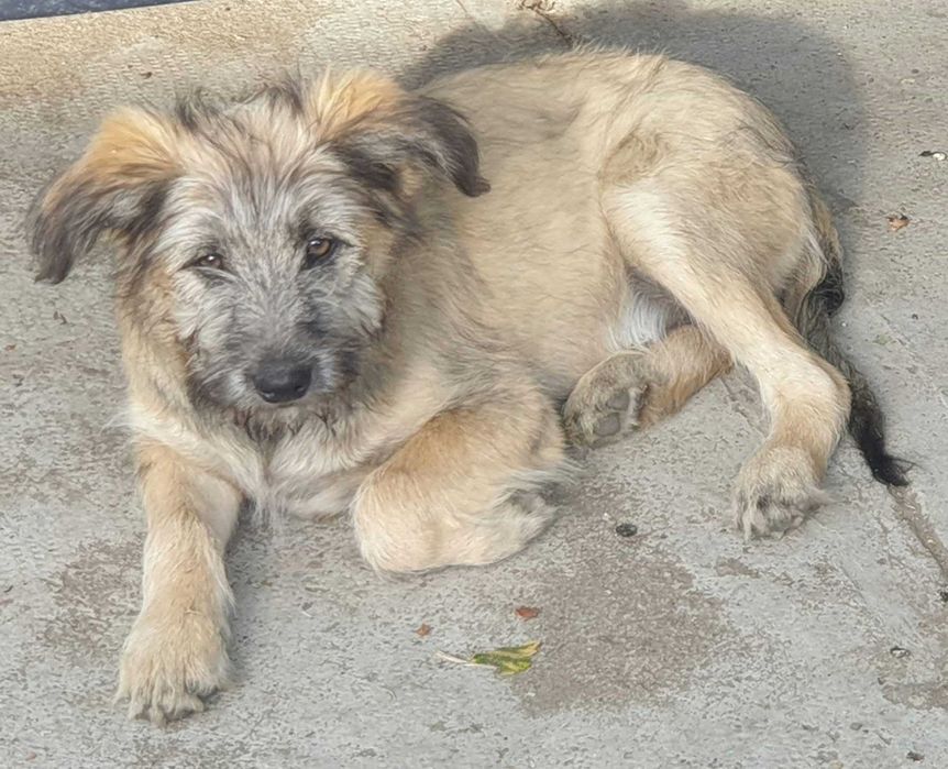 Donez cățeluși adorabili