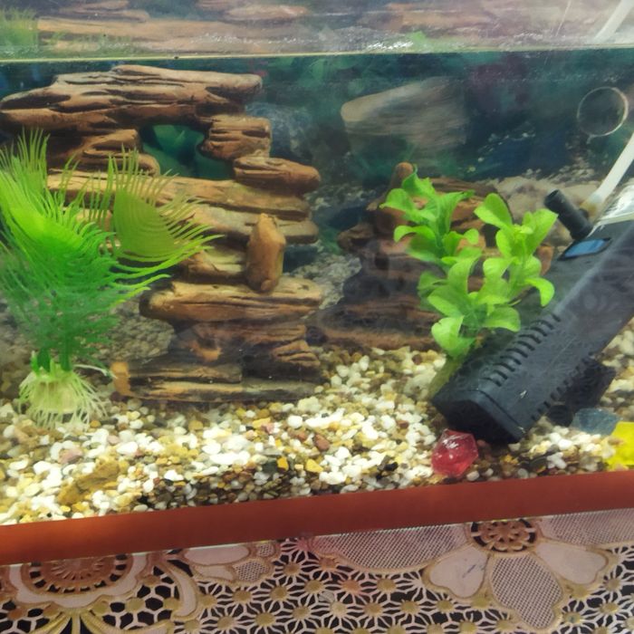 Аквариум не большой