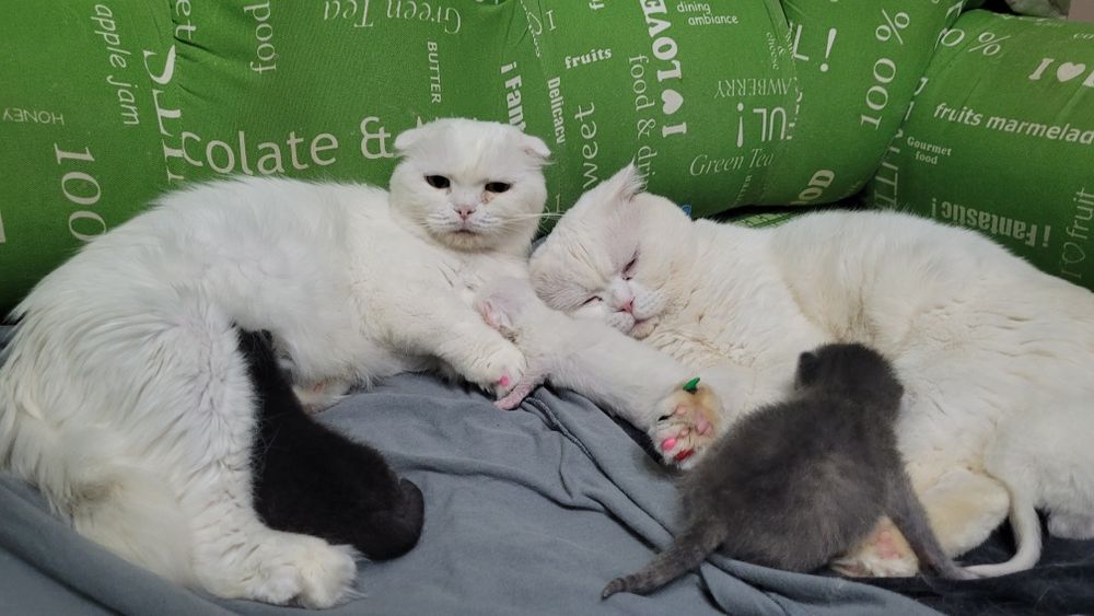 Котята шотландские вислоухие