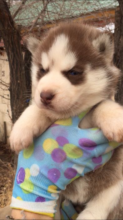 Шоколадная мечта