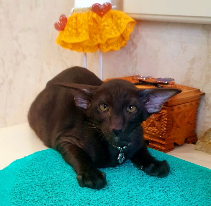 Ориентальные котятки , Казахстан