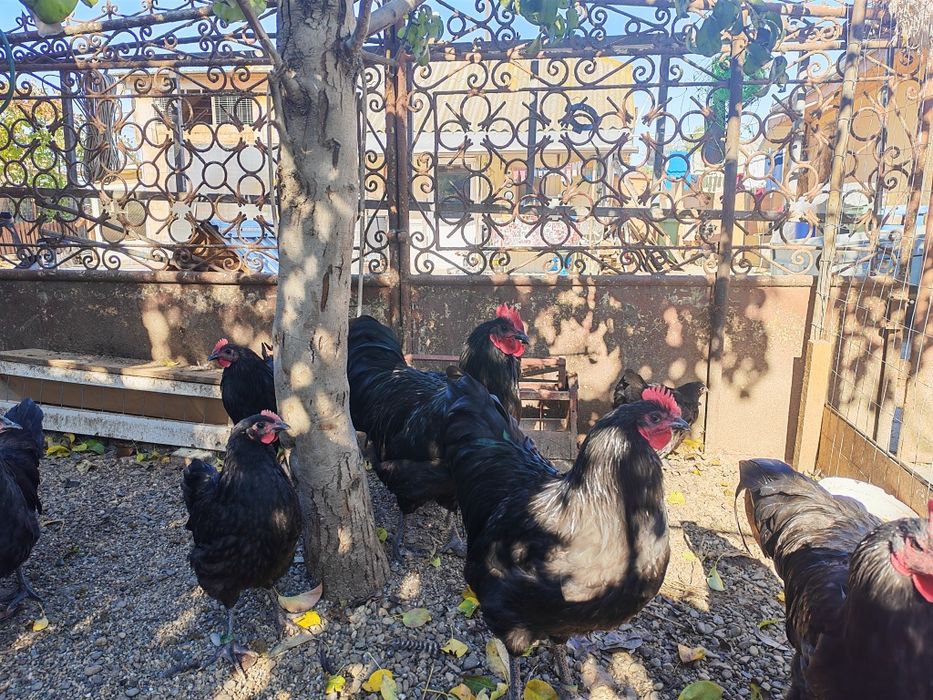 Australorp negru