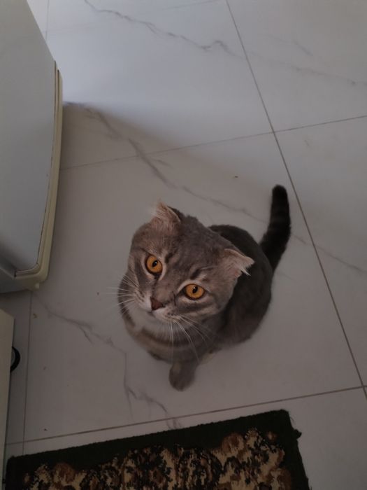 Продаётся породистый кот