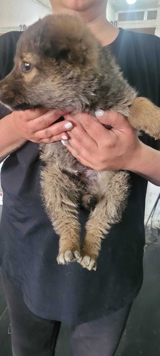 Щенки в добрые руки