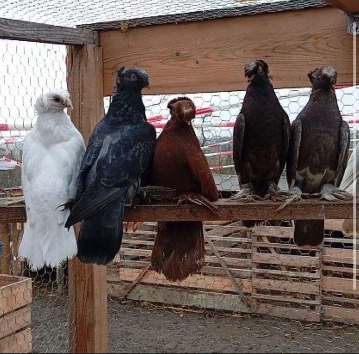 Vand jucatori de botosani