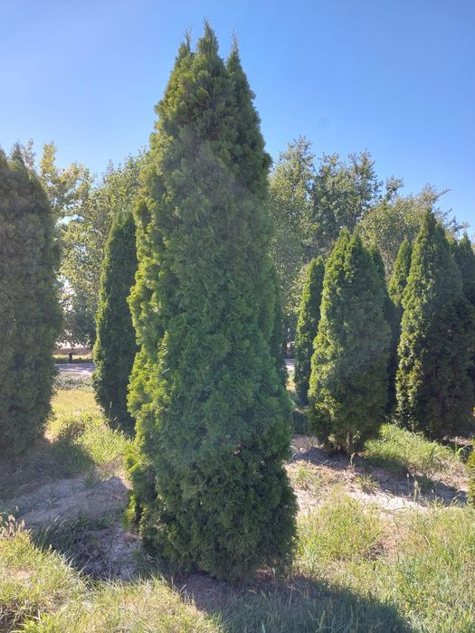 Туя смаракт, барабант красивая