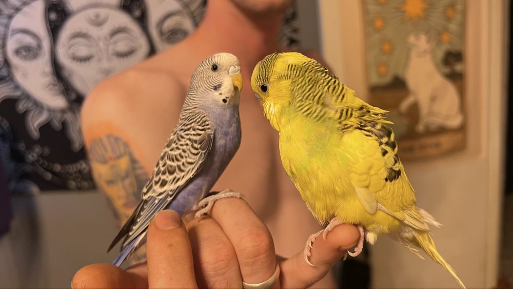 Продам попугая девочка и мальчик