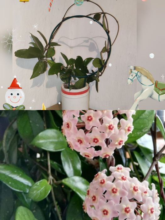 Растение - каланхоэ цветущий