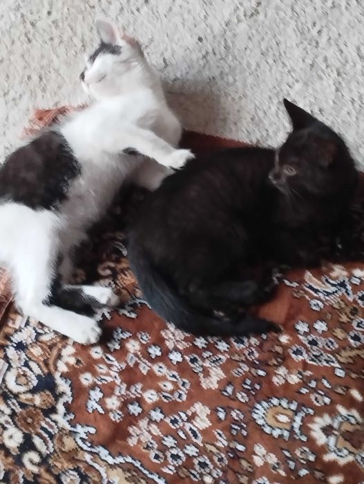 Donez pui de pisica