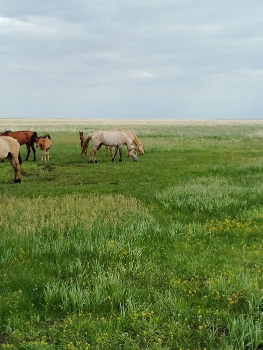 Биелер жас биелер