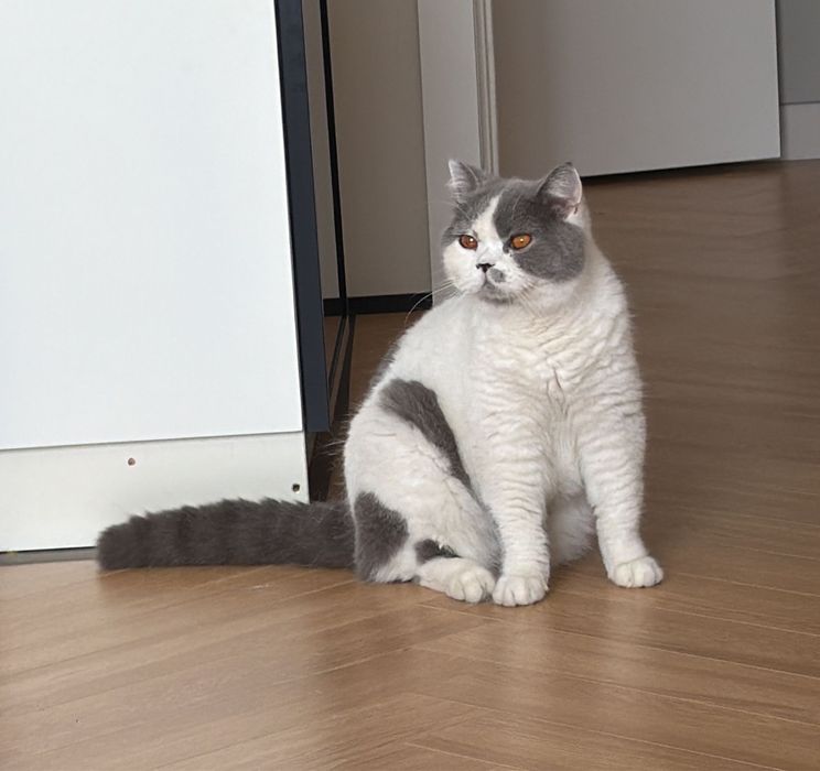 Кот «Василий» Добрый и воспитаный Кот .