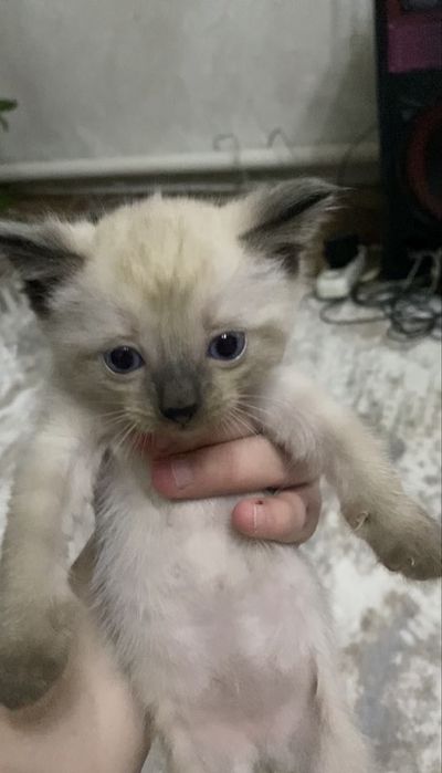 Котята два мальчика и девочка