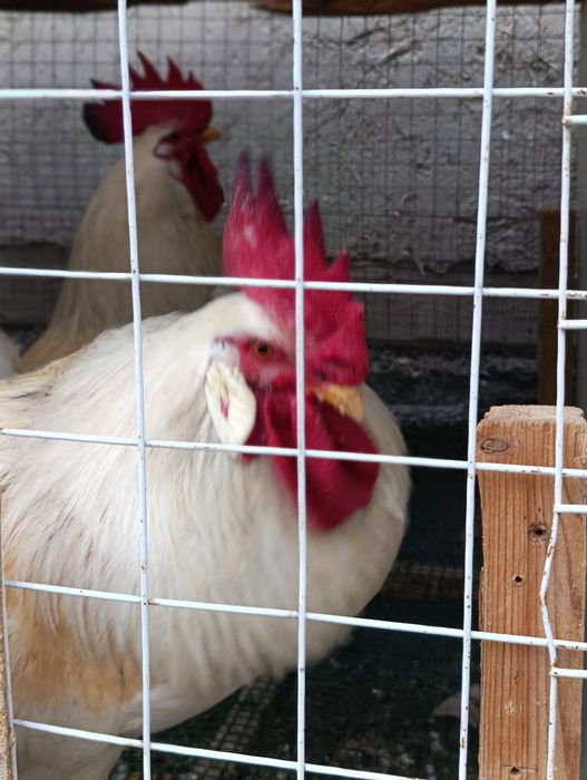 Uylanamagan oq Xo'roz sotiladi!