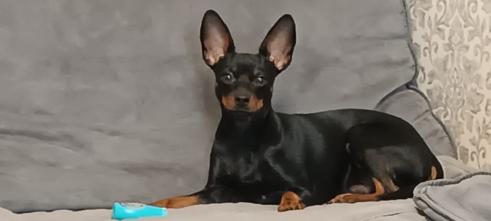 Вязка . Мальчик ищет спутницу.