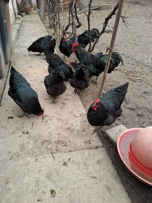 Oua pentru incubat australorp, austrolop australop,australorp