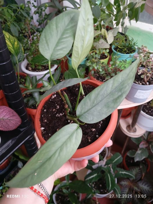 Продам комнатные растения