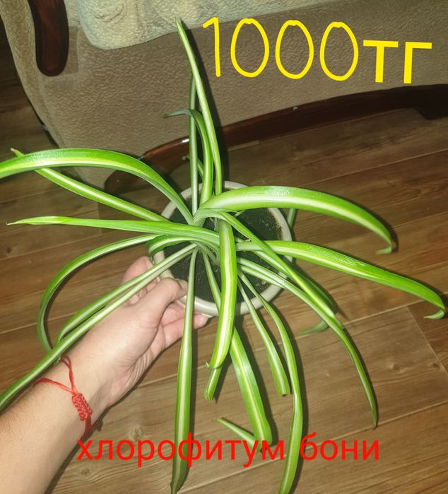 Продам комнатные растения