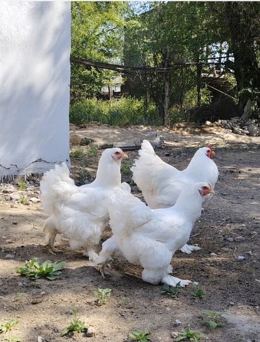 Продам Брамы Чисто Белых.