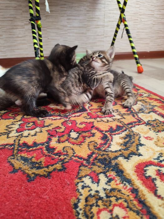 Отдам котят бесплатно.