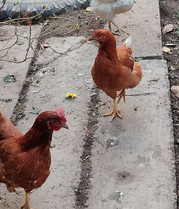 Яйца от домашних кур