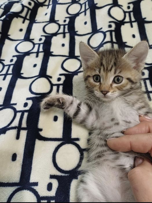 Отдадим котёнка, Крысолов!