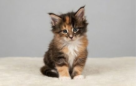 Котята мейн-куна с родословной