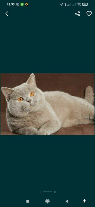 Вязка шикарных котов