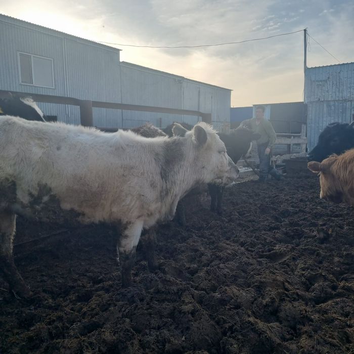 В продаже телки.