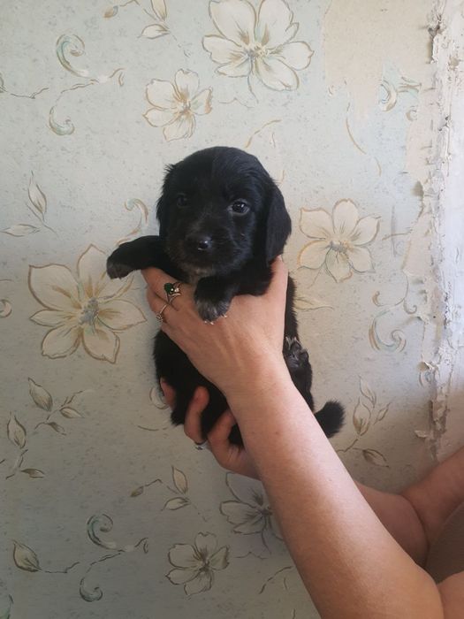 Домашние собачки