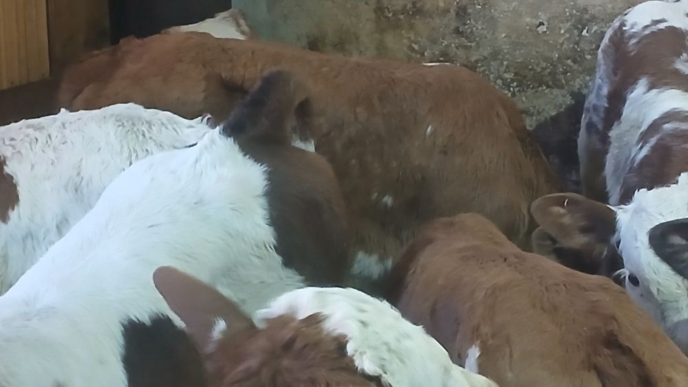 Vitei baltata si belgian