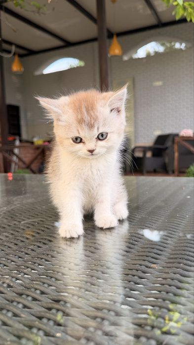 Котята от британской и шотландской вислоухой