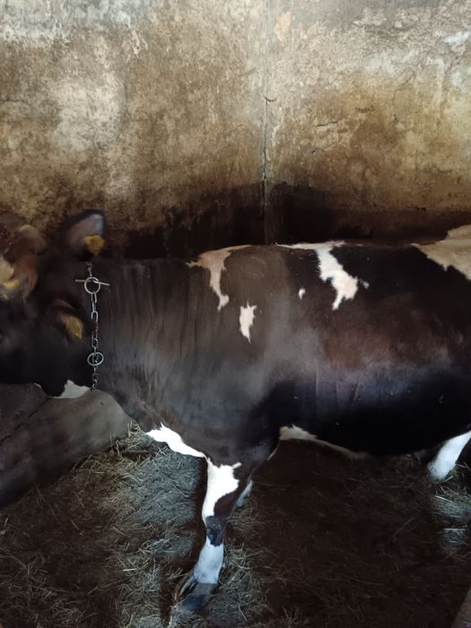 Vițica pentru prăsilă