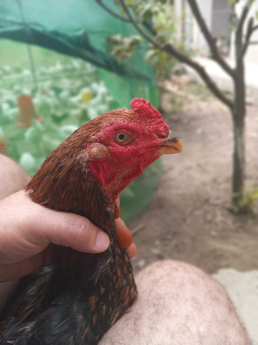 Dakan O SHamo imperia