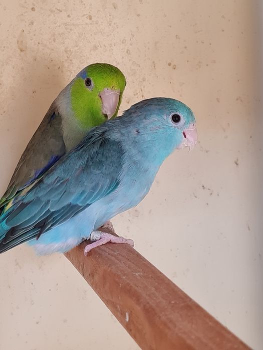 vand papagali forpus