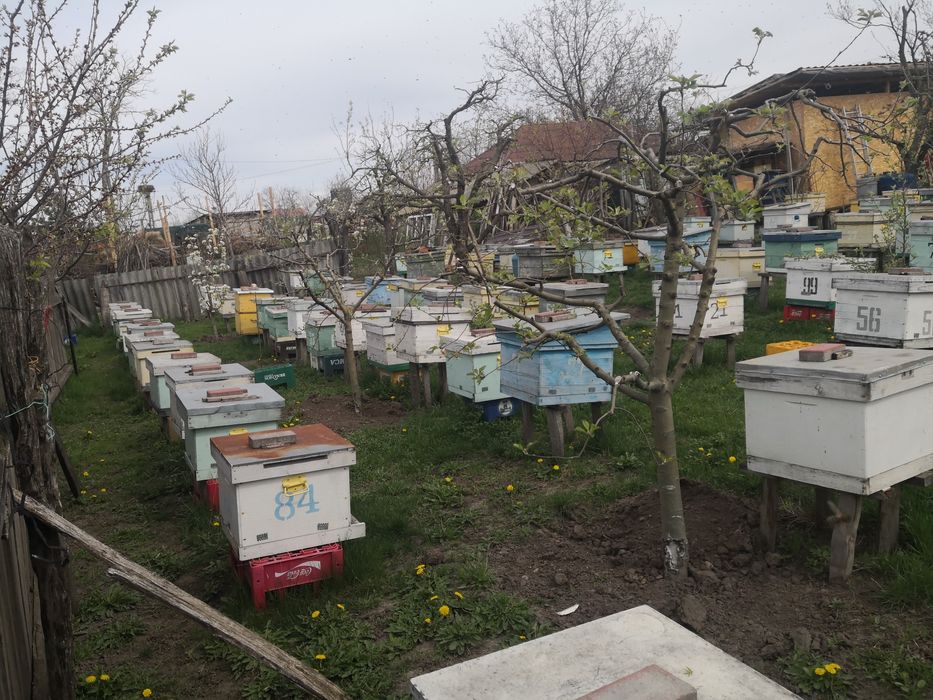 Familii de albine Albesti Vaslui