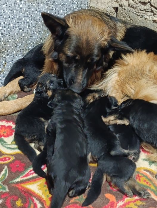 НЕМЦКАЯ АВЧАРКА длиношерстная