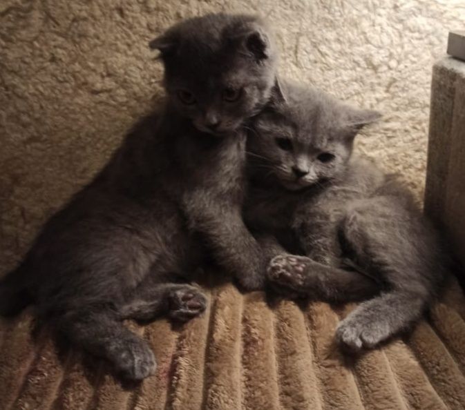 Породистые котята